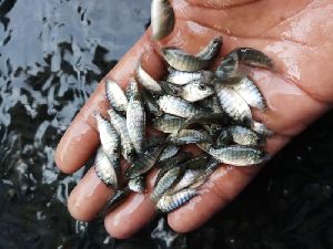 Tilapia Fish Seed