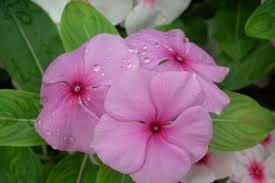 vinca rosea