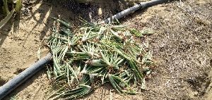 Natural Green Aloe Vera Plant