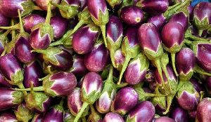 Fresh Eggplant