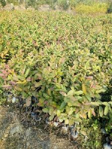 Lalit Guava Plants