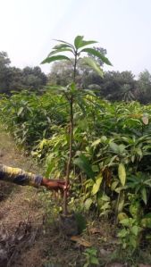 Mango Plant