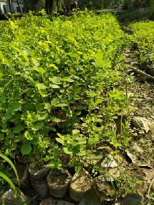 Sesame Plant