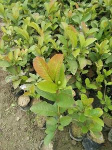 Thai Guava Plant