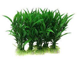 Aquarium Plants