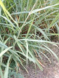 MAIZE SILAGE