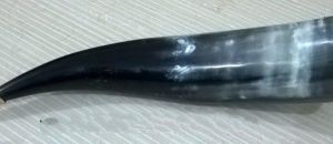 Polished drinking horn