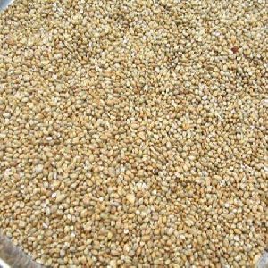 millet grains