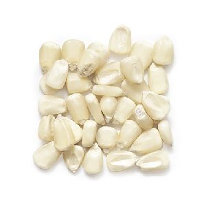 White Corn Seeds