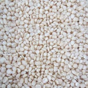 White Maize Seeds