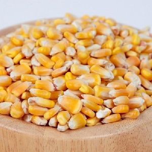 Yellow Corn Seeds