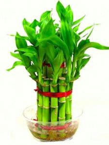 Bamboo Plant