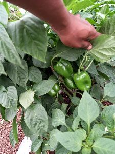 Green Capsicum