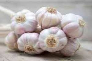 Yamuna Safed-3 (G-282) Garlic