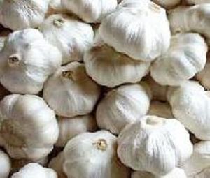 Yamuna Safed-4 (G-323) Garlic