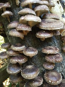 shiitake mushroom spawn