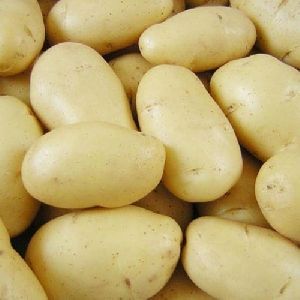 3797 potato