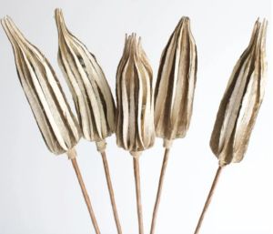 Natural Dried Ladies Finger On Stem