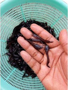 Magur Fish Seeds