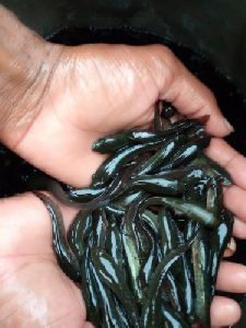 Murrel Fish Seeds