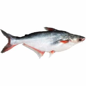 Frozen Pangasius Fish