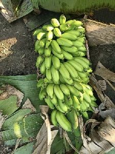 Raw Green Banana