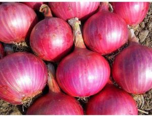 Onion