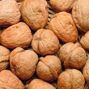 walnuts in shell