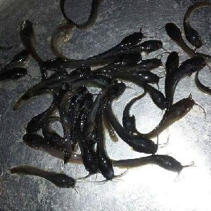 Catfish Seeds