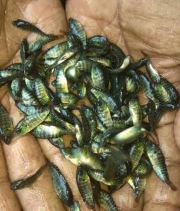 Tilapia Fish Seeds