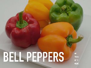 Fresh Bell Pepper