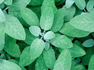 Sage Leaves