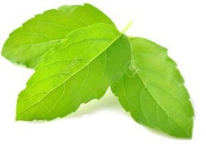 Tulsi Leaves