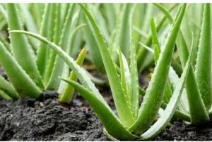 Aloe vera Plants