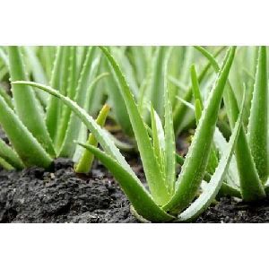 Aloe vera Plants