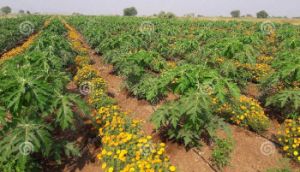 Papaya Farm Fruits