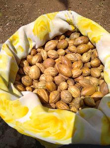 Raw Kadukkai Seeds