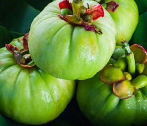 Garcinia Cambogia Fruit