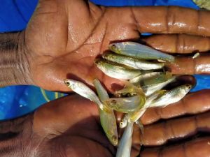 Milgar Fish Seeds