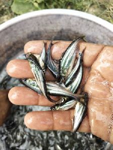 1.5 Inch Pangasius Fish Seeds