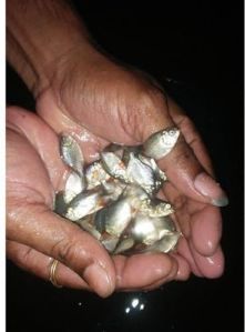 Fresh Rupchanda Fish Seeds