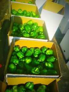 Fresh Green Capsicum