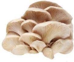 Oyster Mushroom