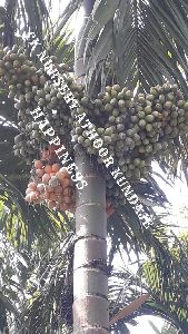 Inter Mangala ARECANUT PLANTS