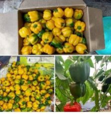 Yellow Capsicum