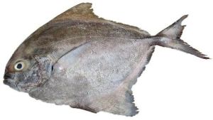 Fresh Black Pomfret Fish