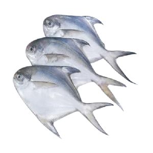 Fresh White Pomfret Fish