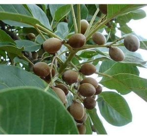 Terminalia Bellirica Seed