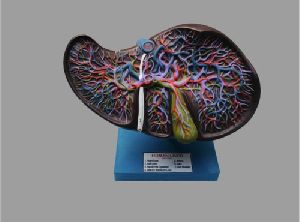 Liver Model