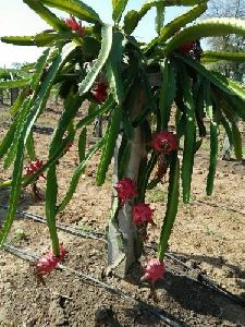 dragon fruit plant